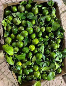 lemon from TM lemon - TM - Vietnam