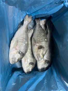 Sea Bream  Packaging Carton Processing Type - SAGUN  - Turkey