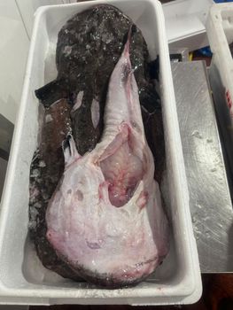 RELIABLE SUPPLY HIGHLY VALUED MONKFISH(LOPHIUS PISCATORIUS) 2-4Kg TAILS SEA FROZEN OPTIMAL FRESH MEATY TEXTURE - Sosa Merchant Solutions - Austria