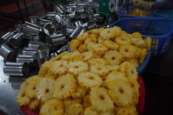 Canned-Pineapple-Slices Packaging Type Can Fruit Type Pineapple - TAN PHAT A.P.E CO.,LTD - Vietnam