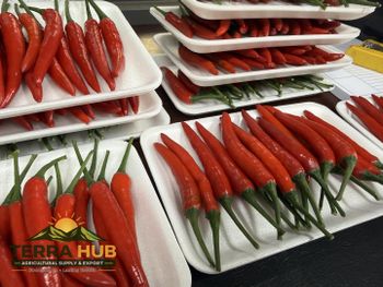 FRESH HOT CHILI FROM VIET NAM - TERRA HUB LIMITTED COMPANY - Vietnam