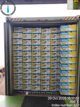 G9 Cavendish Banana from Eport Argitech G9 Cavendish Banana - Eport Argitech - India