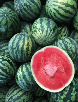 Best-Selling Mini Seedless Watermelons Fresh Large-Size Watermelon 6 per Carton Buy Naturally Sweet Watermelon - Sosa Merchant Solutions - Austria