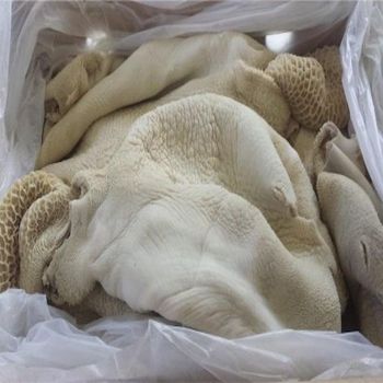 Frozen Beef Omasum Honeycomb Tripe Natural Clean Cut IQF Vacuum Pack High Protein Low Fat Healthy Nutrition Ideal For Cooking Soups And Hot Pot Use - Carla Pisselli Commercio - Brazil