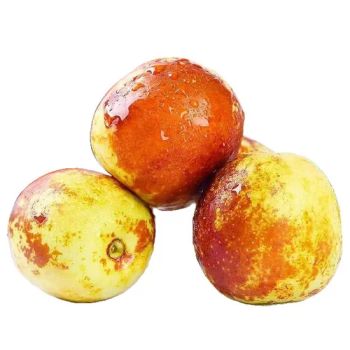 Sweet IQF Jujube Frozen Jujube - Shanxi Fret International Trade Co., Ltd - China