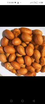 Bitter kola Origin Nigeria Quality Grade Grade A Packaging 20kg Sack - UGORRJI GLOBAL NIG. LTD. - Nigeria