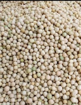 Agriculture, Food & Beverage - IGAA EXPORTS COMPANYN LIMITED - Tanzania