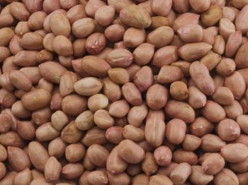 peanuts - Dharini Fresh & Natural - India