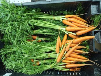 Carrot from AKR Vegetables supplies And dealer Carrot - AKR Vegetables supplies And dealer - Sri Lanka