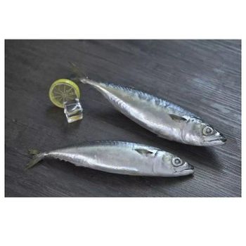 Bulk Packaging and Tuna Variety Frozen Yellow Fin Tuna Fish Cut. - TREVEX INTER CO.,LTD - Thailand
