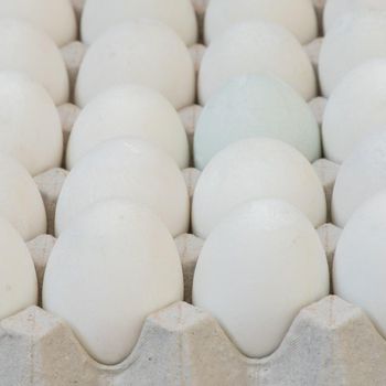 Fresh Table Eggs Farm Raised Table Eggs Rich In Protein And Minerals For Bakery And Food Processing - malter group - Tanzania