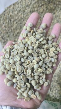 Yemeni Haraz, Specialty Coffee Green Beans - BaGreat Trading Projects LLC - Oman