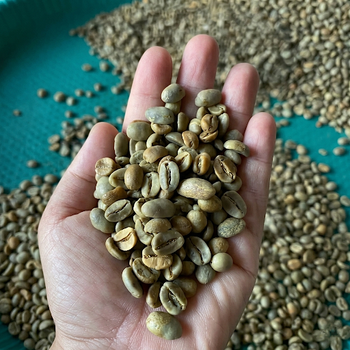 Green Beans Coffee - PT. THREE PILAR AGRO SELARAS - Indonesia