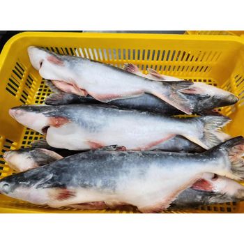 Whole frozen pangasius hypophthalmus - SOURCE GLOBAL TRADING GROUP - South Africa