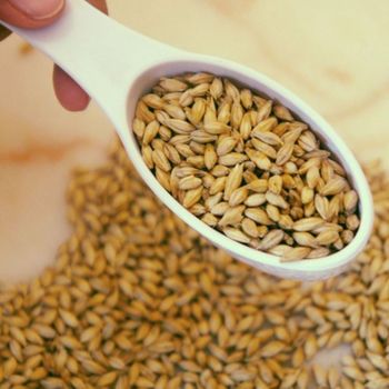 Top Grade Malt Barley Wholesale Stock Available At Competitive Factory Price - MASI TRADING GMBH - Germany