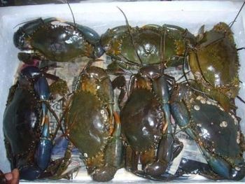 Fresh Live Mud Crabs Available - OCEAN SEAFOOD INT - United States