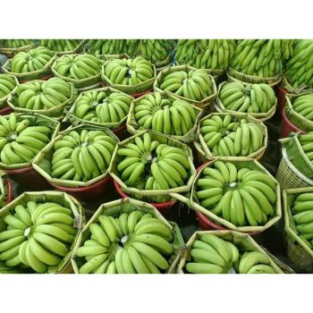Fresh Green Cavendish Bananas in 13.5kgs Carton Box Style Fresh Origin Thailand Type BANANA, Banana Color Green, Yellow - Thai Agri Company - Thailand