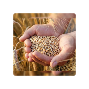 Golden Fields Top-Quality Whole Wheat Grains Perfect for Healthy Living Premium Quality Whole Wheat Grains from GAJERA EXPORT Golden Fields Top-Quality Whole Wheat Grains Perfect for Healthy Living Premium Quality Whole Wheat Grains - GAJERA EXPORT - India