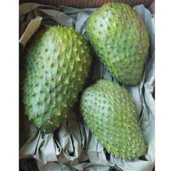 FRESH SOURSOP FRUIT WITH VERY COMPETITIVE PRICE - AXEL + 84 38 776 0892 - VIET D.E.L.T.A INDUSTRIAL CO., LTD - Vietnam