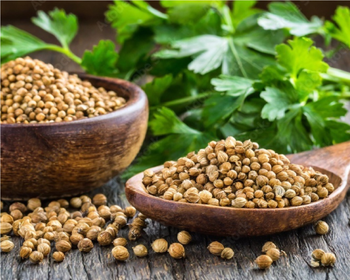 Coriander seeds Origin India Aroma Lemony Features Vegan Product Type Spices Purity Top Grades (eagle) Often Feature 99-99.5% Purity - Fortune EXIM & General Tradings - United Arab Emirates