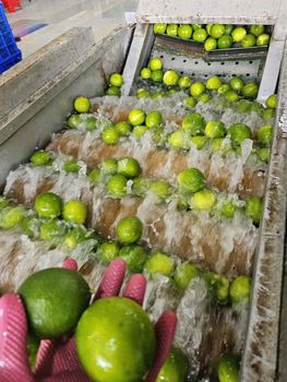 Fresh Seedless lime Color Bright Green Juice Content 40–45% Size 38–52 Mm Diameter Storage Temperature 5–6°c Availability Year-round Supply - DDM INTERNATIONAL TRADING COMPANY LIMITED - Vietnam