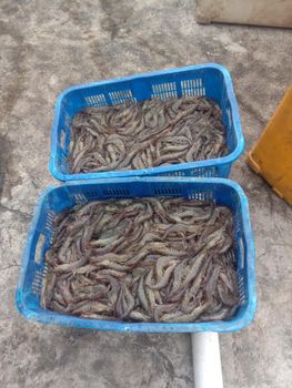 Frozen Shrimp (Vannamei) – product photo, Frozen Red Shrimp products found from trusted suppliers, wholesalers, manufacturers & exporters Listing