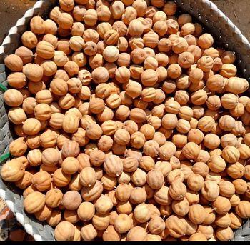 Dried Yellow Lemon Texture Brittle Place of Origin Egypt Flavor Tangy, Concentrated Citrus Packaging 25kg, Airtight Containers - Khirat Baladna KB for import & export - Egypt