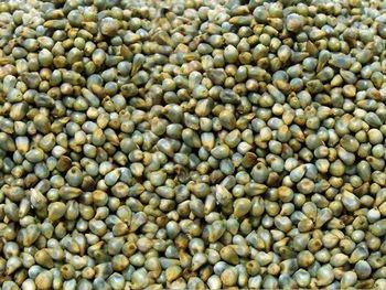 green millet – product photo, Millet products found from trusted suppliers, wholesalers, manufacturers & exporters Listing