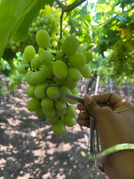 Grapes from AKVERA UNIVERSAL LLP Grapes - AKVERA UNIVERSAL LLP - India