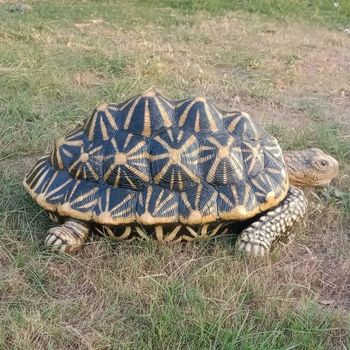 Handicraft Tortoise Statue Size 2Feet Shape Tortoise Material Polyresin Color Black and Brown Finishing Color Coated Usage/Application - Sandip Graphic - India