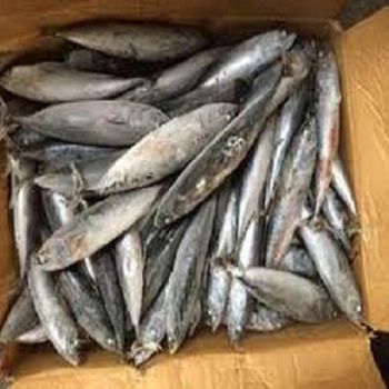 Wholesale Frozen Tuna Premium Quality Fresh and Healthy Perfect for Sushi Sashimi and Gourmet Recipes Fast Delivery - AK.BOLO MEDIK LTD - Thailand