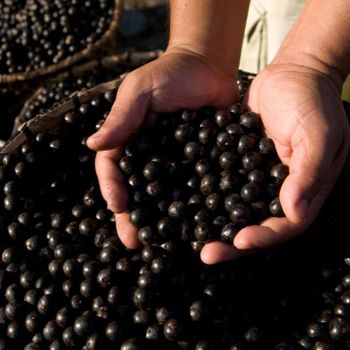 Açaí Place of Origin Brazil Certification IBD, Organico Brasil, USDA Organic, EU Organic, FDA, Halal, Kosher, Rainforest Alliance, - Conexus Group - Brazil