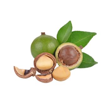 dried macca beans special HACCP Dry new crop importers wholesales high Standard nature Suppliers Vietnam - C&C INTERNATIONAL FOOD JOINT STOCK COMPANY - Vietnam