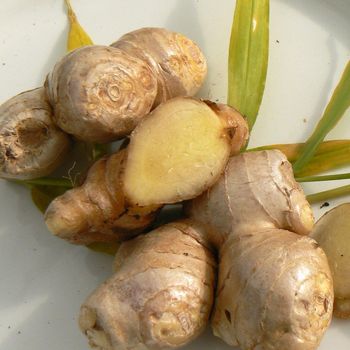 Fresh Ginger Premium Export Roots With High Freshness And Strong Flavor For Wholesale Buyers from THE GREEN INTERNATIONAL LIMITED Fresh Ginger Premium Export Roots With High Freshness And Strong Flavor For Wholesale Buyers - THE GREEN INTERNATIONAL LIMITED - Tanzania