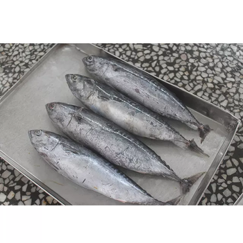 Frozen Skipjack Tuna Fish 95% Quality Assured Marine Product For Wholesale Seafood Supply And Global Delivery - TOSOH INTERNATIONAL - South Africa