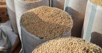 soyab from Adusanko Ltd soyab - Adusanko Ltd - Ghana