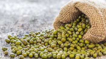 Premium Quality Organic Green Mung Beans High Protein Delicious Flavor Whole 10kg in Stock Fresh Harvest with Fast Deliv from AGRONOVA Premium Quality Organic Green Mung Beans High Protein Delicious Flavor Whole 10kg in Stock Fresh Harvest with Fast Deliv - AGRONOVA - United States