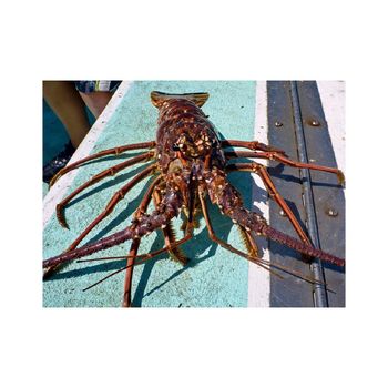 Smooth tail spiny lobster for bulk seafood export and distribution - BMU TRADING GMBH - Germany