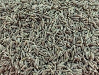 Indian Cumin Seeds Form Whole Delivery Form Bag Flavour Aroma, Spicy Place of Origin India Max. Moisture (%) 10 % Max Type Europe Quality 99.5%, Singapore Quality 99% - PRAVAH EXPORTERS - India