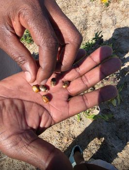 Castor Bean Cultivation Standards Iscc Standards And - Sôlt Africana Limited - Nigeria