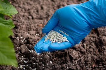 Premium Nitrogen Fertilizer Ammonium Sulfate 21% N Water Soluble Agricultural Fertilizer for Field Crops and Gardens - AGRONOVA - United States