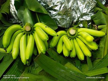 Fresh Banana from Thailand (Gros Michel) from Thaigers Fresh Foods Co.Ltd Fresh Banana from Thailand (Gros Michel) - Thaigers Fresh Foods Co.Ltd - Thailand