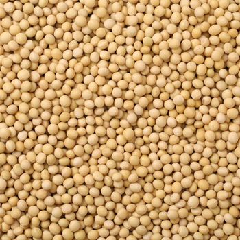 White Peas Carefully Selected High Quality White Peas Bulk White Peas for Sale with Fast Delivery - AGRO AFRIQUE COMPANY LIMITED - Tanzania