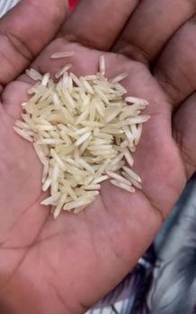 Rice, Basmati Rice, IRRI-6,IRRI-9,etc - Saltigo Exports - Pakistan