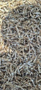 DRIED ANCHOVY - A S TRADING - India