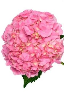 Fresh Cut Flowers Direct from the farm - Faish Flora - Kenya