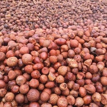 Dried Split Betel Nut Sun Dried Grade AA Texture Dried Color Reddish Hue Place of Origin Thailand Form Boiled (red), Raw - Thai Agri Company - Thailand