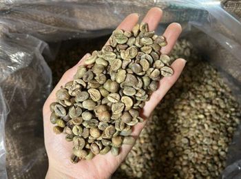 Green Coffee Beans Robusta/Arabica Features Organic Bean Type Arabica, Robusta Grinding Degree Coarse, Fine, Whole Beans - Andrew - Vietnam