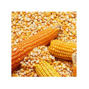Premium yellow corn arranged for cost-efficient sourcing and large lot buyers - HIGHPROFILE AGRICULTURE SERVICES LIMITED - Tanzania