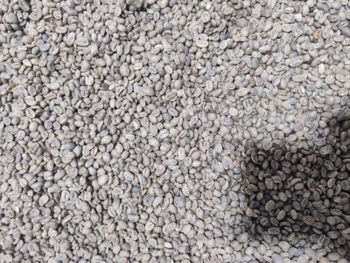 Arabica coffee beans - Amski global trade  - India